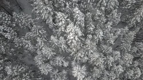Panning aerial view over snow covered forest