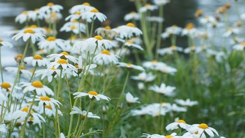 White Daisies Swaying Gently in the Breeze