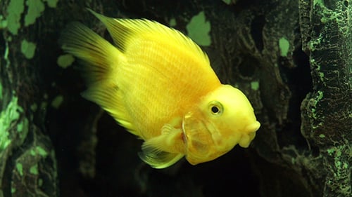Bright Yellow Fish Swimming in Aquarium Close-Up