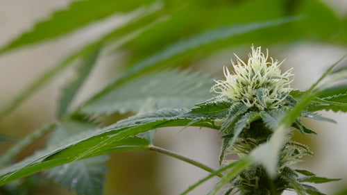 Cannabis Plant Close Up
