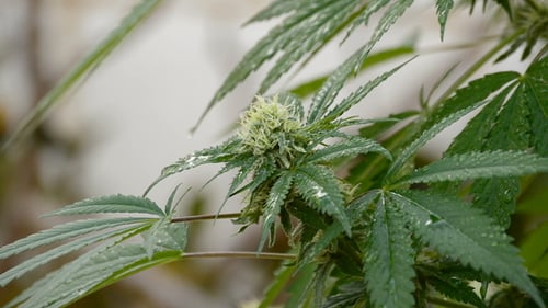 Close Up Of Wet Plant Leaves