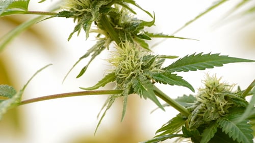 Marihuana-Knospe im Zweig