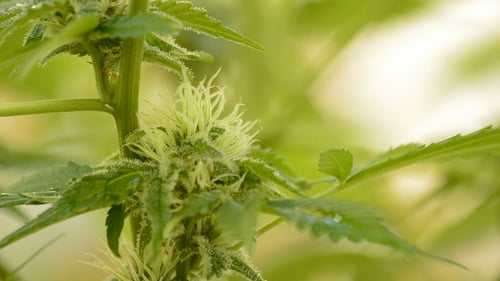 Marijuana Bud in Branch