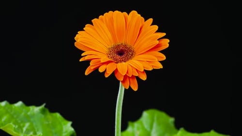 Orange Gerbera Daisy Flower Isolated on Black