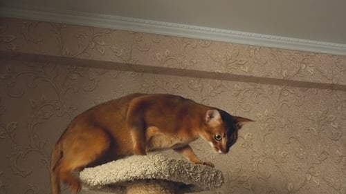 Abyssinian Cat