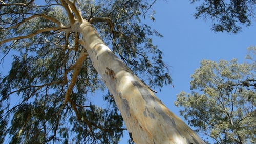 Looking Up at Large Tree Against Blue Sky
