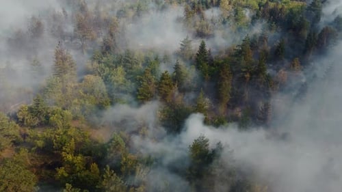 Fire in the forest aerial view. Cinematic aerial shot fire in the forest.