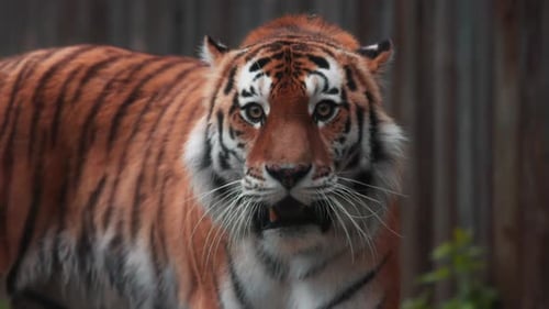 Tigre sur une promenade