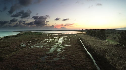 Aerial Flying over the Swamp and Reeds (2clips)
