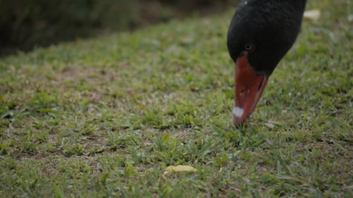 Cygne noir