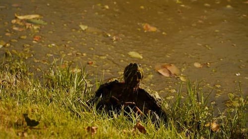 Turtle Sitting Near Pond on Sunny Day