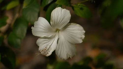 White Flower