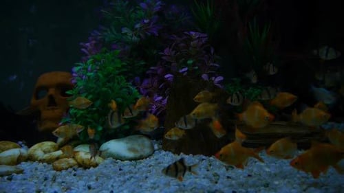 Fish In Aquarium