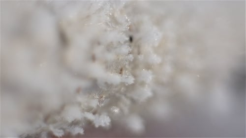 Die Zweige eines Baumes im Morgenfrost im Winter