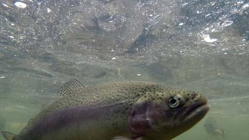 School of Fish Swim Gracefully Underwater