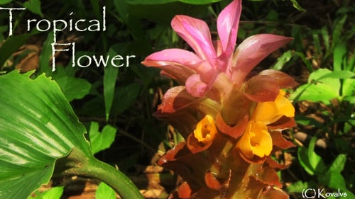 Close Up of Tropical Flower with Pink Petals