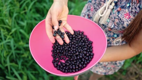 Fresh Black Currants Sorted in Pink Bowl