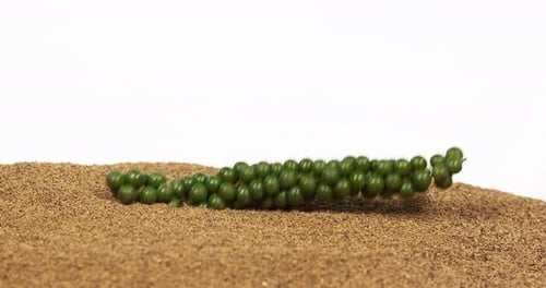 Fresh green pepper, piper nigrum, spice falling in pepper ground on white background, slow motion 4K