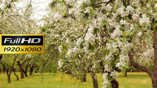 Spring Blooming Apple Tree Garden