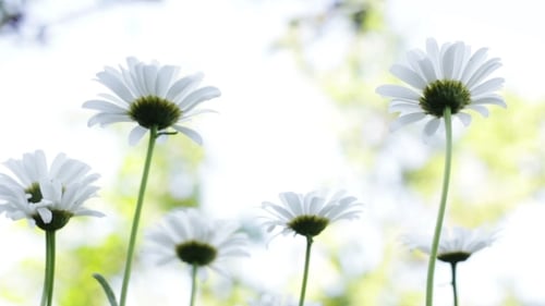 Chamomile Flowers In The Garden