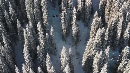 Aerial View of Snow Covered Evergreen Forest