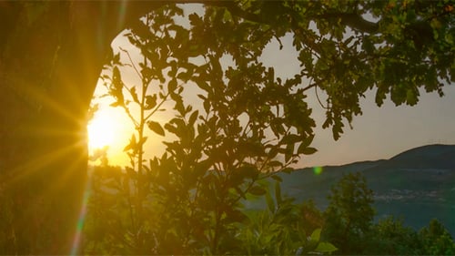 Golden Sunlight Through Green Tree Branches