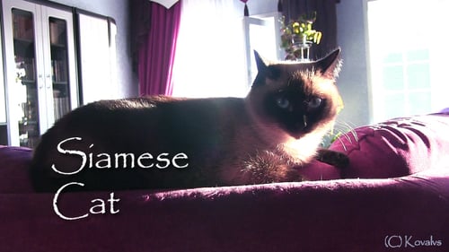 Siamese Cat