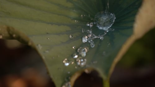 Water Drops On Leave