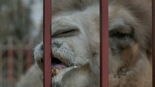 Lustiger Kamel-Kaukäfig im Zoo