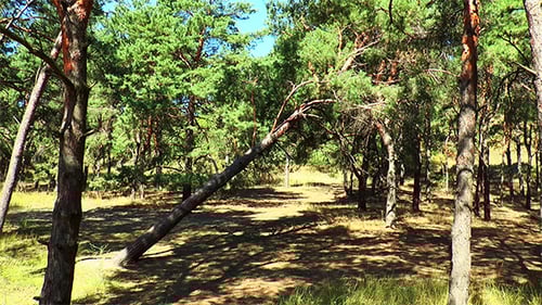 Fallen Pine Tree in the Forest