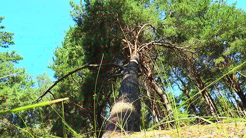 Falling Pine Bottom View