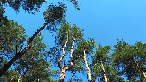 Looking Up at Tall Trees Against Blue Sky