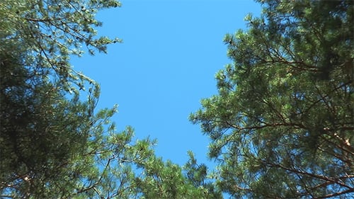Pine Trees Swaying Against Bright Blue Sky