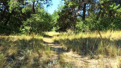 Der Pfad im Wald