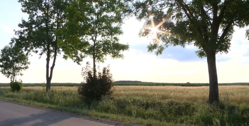Straße mit Feldern