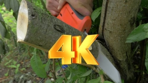 Electric Power Saw Cutting Off Tree Brunch