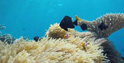 Clownfishes And Anemone