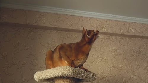 Abyssinian Cat