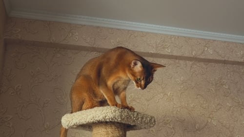Abyssinian Cat