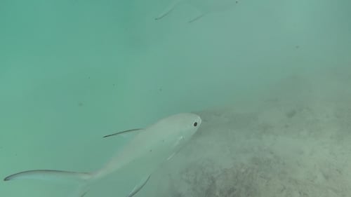 Tropische silberne Fische
