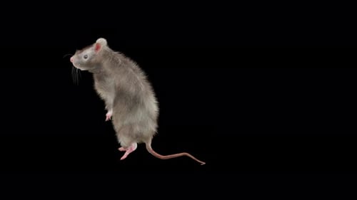 Realistic Rat Standing and Sniffing Animation
