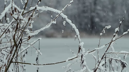 Snowy Branches in a Tranquil Winter Landscape