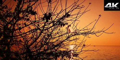 Tropical Sunset with Tree Silhouette over Ocean