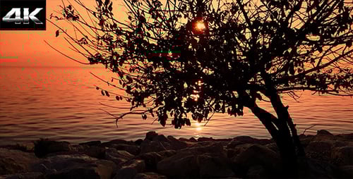 Silhouette of Tree at Seaside During Sunset