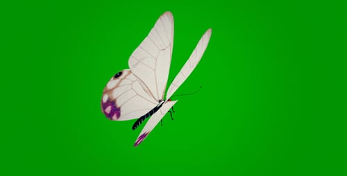 White Butterfly on Green Background