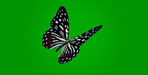 Black Butterfly
