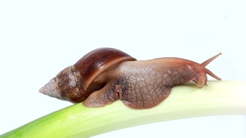 Snail Resting Atop Green Onion in Studio