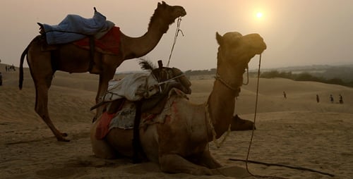 Camellos en los desiertos