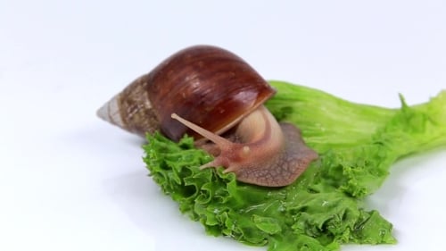 Little Light Brown Snail Eats a Lettuce