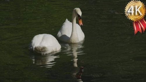 Dois Cisnes Pássaros Brancos Flutuam pela Água E
